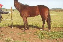 ������ (ENARO) ����