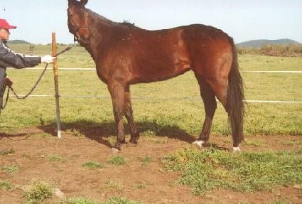 ������ ����