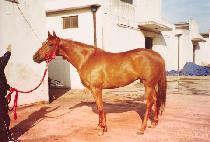 �۽�Ʈ���� (SONGSTRESS) ����