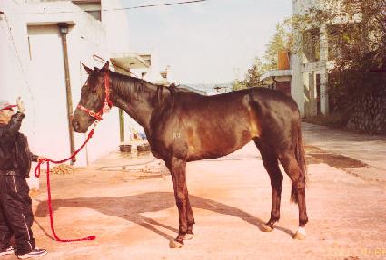 ������ ����