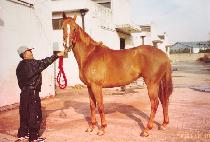 �������ñ׳�� (PRIMA SIGNORA) ����