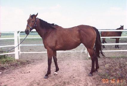 �÷���Ʈ���� ����