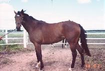 ����Ʈ�� (SWEET FAIRY) ����