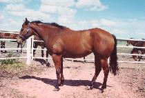 �ۼۺ��� (SONG SONG BLUE) ����