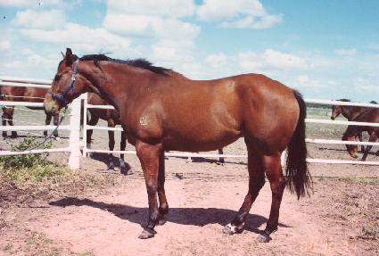 �ۼۺ��� ����