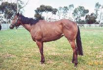 ����̾� (BOHEMIA) ����