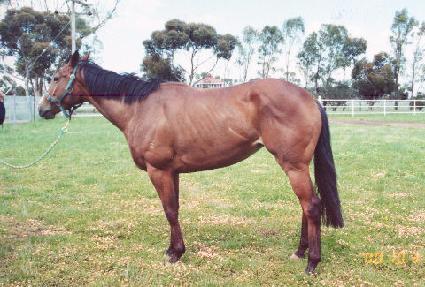 ����̾� ����