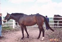 �ĺ��̽� (COMBAT MISS) ����