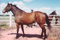 ����Ʈ��Ƽ (DISTANT BEAUTY) ����