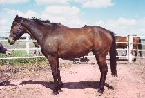 �����Ǹ��� (ESPIRITO) ����