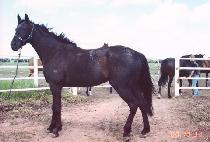 ������� (GOTHIC ANGEL) ����