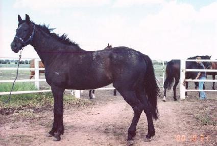 ������� ����