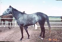 �и���Ʈ�ֹ��� (MILLICENT AVENUE) ����