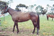 �뽺���ũ��� (NORTHWOOD CROWN) ����