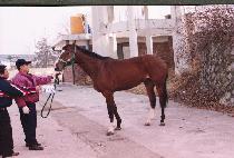 ���� (LANS) ����