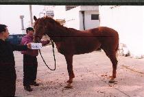 �߷��� (BALERON) ����