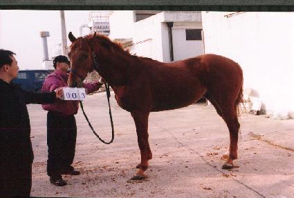 �߷��� ����