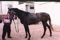 �������� (REDINGOT) ����