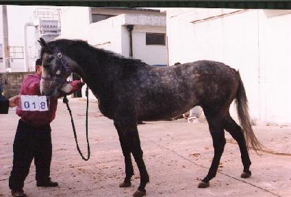 �������� ����