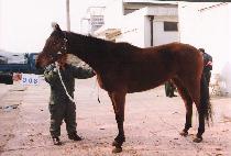 ��׷��ǵ� (GIGROFITA) ����