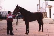 �ΰպ� (BUGENVIL) ����