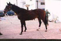 �𸮽� (MORIS) ����