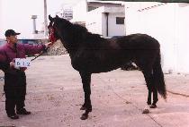 �򸮱׶��Ǿ� (KALLIGRAFIIA) ����