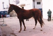 ��������ν��� (RAZGOVORCHIK) ����