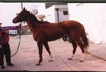 ��ٹ� (SAMBAVA) ����