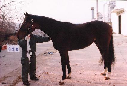 ���ӽ��Ѻ� ����