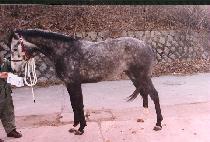 ������� (RAZGULYAJ) ����