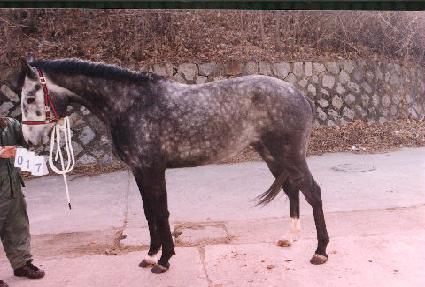 ������� ����