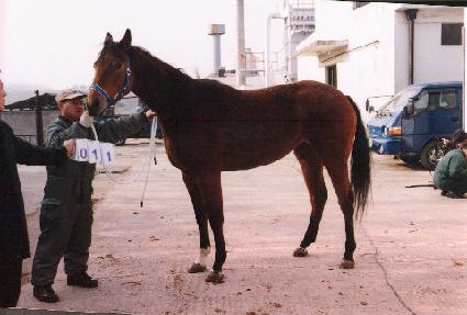 �ڽ��Ž��� ����