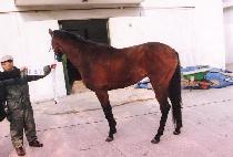 �԰ַ����� (GEGELYANETZ) ����