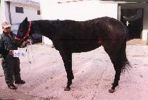 ���̾� (MAJYA) ����