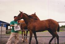 ��ȣ���� (SUHO SEONNYEO) ����