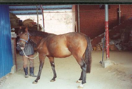 ������ ����