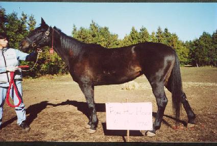 ����Ƴ� ����