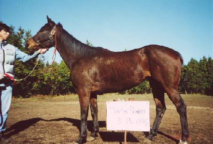 ��Ƽ���������� ����