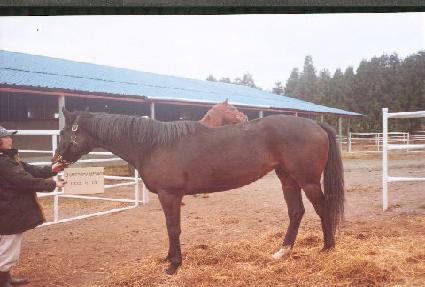 ��Ŀ����Ƽ ����