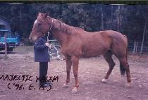 ������ƽĶ�� (MAJESTIC KALEM) ����