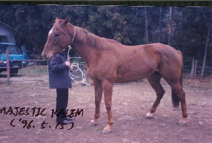 ������ƽĶ�� ����