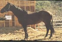 CORONATION DAY picture