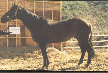 �ڷ����̼ǵ��� ����