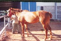 �̺����� (IVERNA) ����