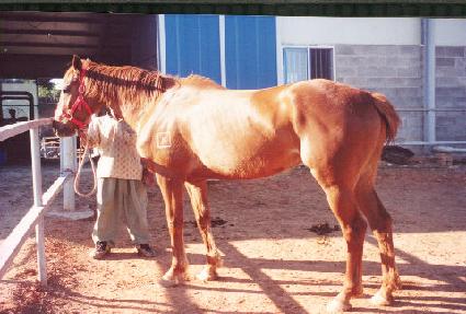 �̺����� ����