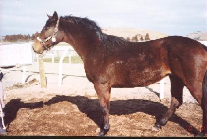 �ۼ���Ʋ��ťƲ�� ����