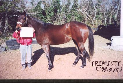 Ʈ���̹̽�Ƽ ����