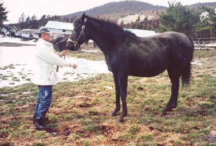 �ڳݷ��� ����