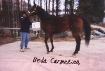 BEDA CARMELINA picture